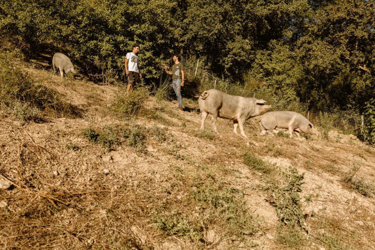 Agriturismo Le Radici Umbertide Εξωτερικό φωτογραφία
